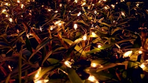 Night Lights String on Bush Stock Footage 83569618