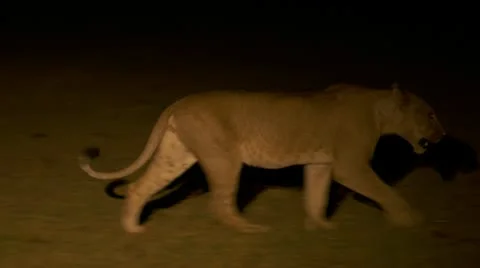 At night, lion biting on a branch Stock Footage 12649437
