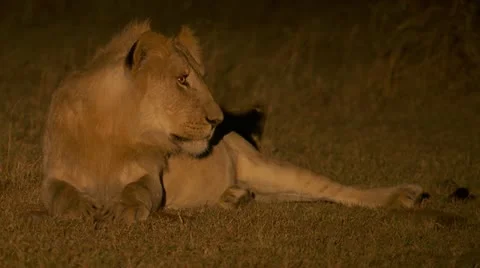 At night, lion lying in grass Stock Footage 12649384
