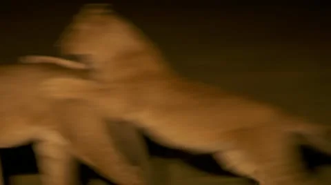 At night, lion plays Stock Footage 12649449