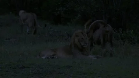 At night, lion is stretching, walking Stock Footage 12657787