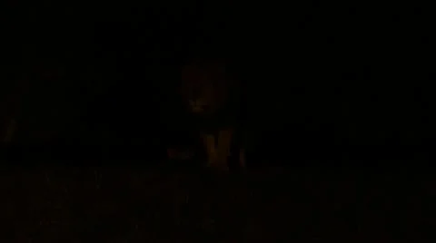 At night, lion walking Stock Footage 12654651