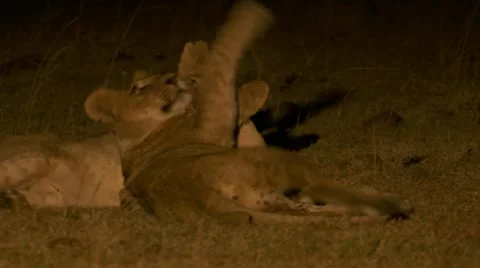 At night, lions playing Stock Footage 12649389