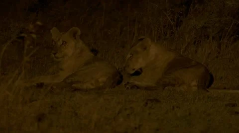 At night, lions playing Stock Footage 12649404