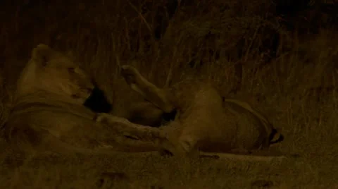 At night, lions playing Stock Footage 12649411