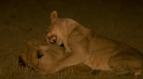 At night, lions playing Stock Footage 12649420