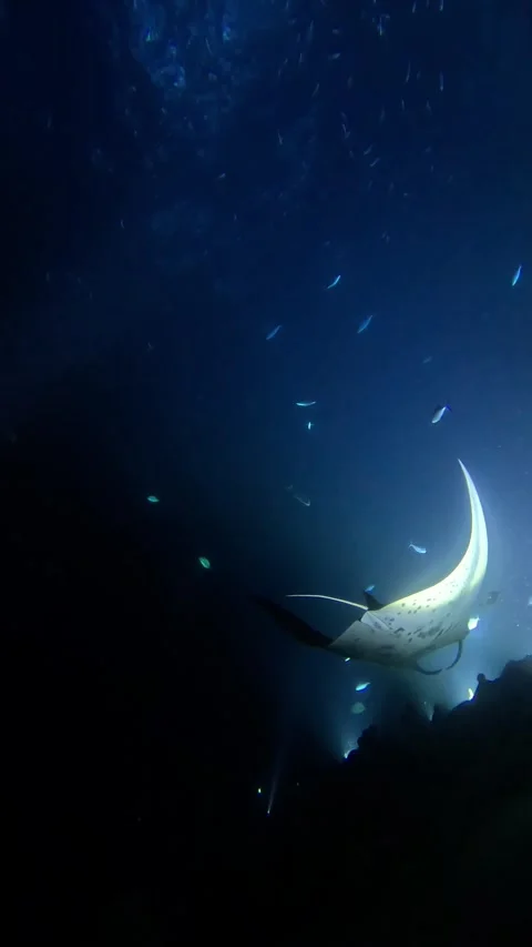 Night manta Stock Footage 311771237