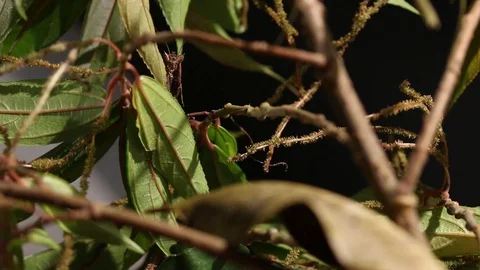 Night mantis waiting for prey to hunt 스톡 동영상 97928643