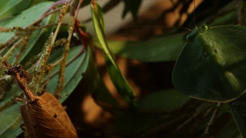 Night mantis waiting for prey to hunt panning shot Stock Footage 98117319