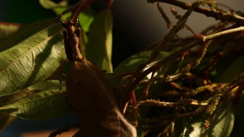 Night mantis waiting for prey to hunt panning shot Stock Footage 98117327
