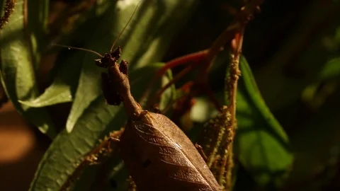 Night mantis waiting for prey to hunt panning shot Stock Footage 98117343