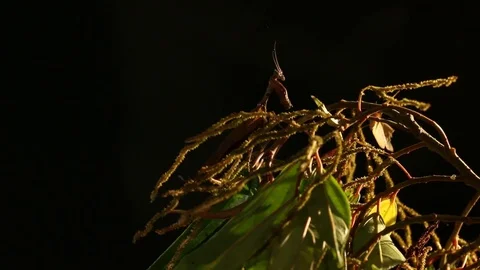 Night mantis waiting for prey to hunt panning shot Stock Footage 98117388