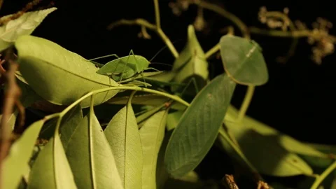 Night mantis waiting for prey to hunt panning shot Stock Footage 98117457