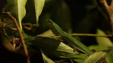 Night mantis waiting for prey to hunt panning shot Stock Footage 98117522