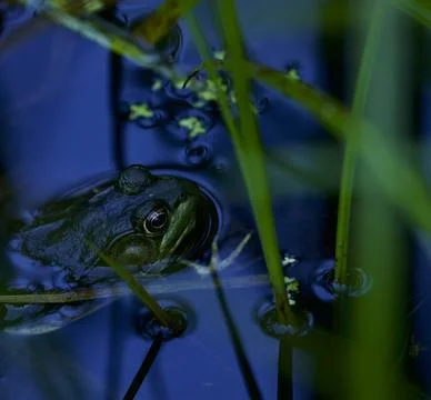 Night marsh 스톡 사진