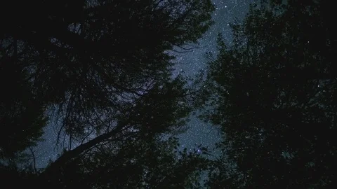 Night milky way stars spin above aspen tree leaves forest silhouette magical Stock Footage