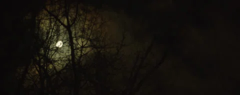 At night, the moon and clouds float behind the trees. Stock Footage 312703121