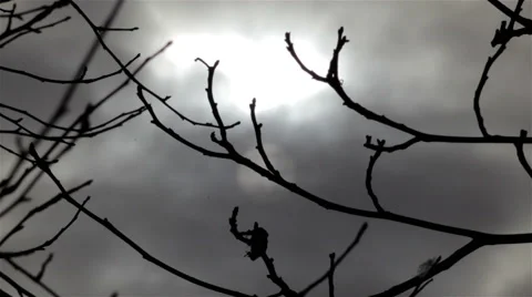 Night moon between trees Stock Footage 59185342