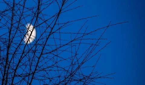 Night moon close up through branches Stock Photos