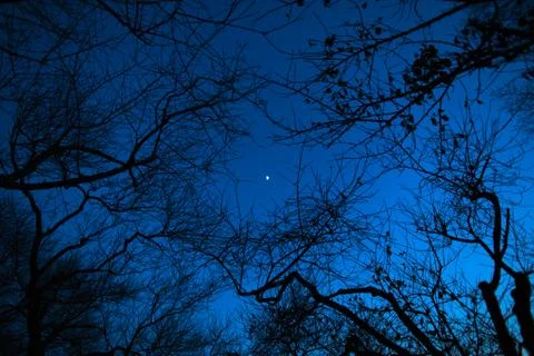 Night moon through the branches of trees Stock Photos