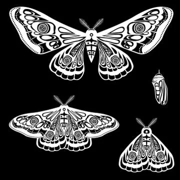 Night moth, butterfly pupa. Vector illustration. Various butterfly poses, open Illustrazione stock