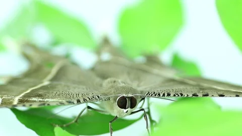 Night moth Stock Footage 87580340
