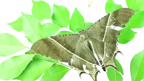 Night moth Stock Footage 87580382