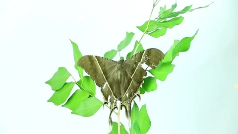 Night moth Stock Footage 87580400