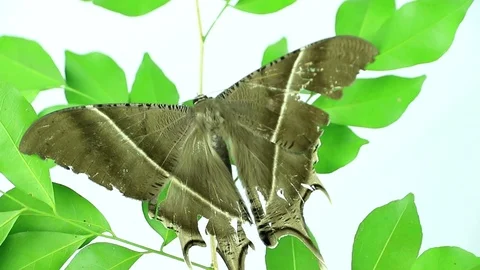 Night moth Stock Footage 87580431