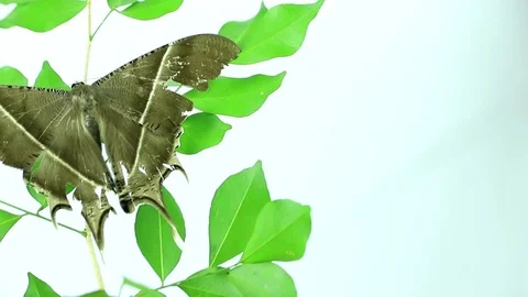 Night moth Stock Footage 87580447