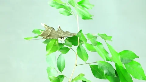 Night moth Stock Footage 87580466