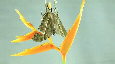 Night moth Stock Footage 87580481