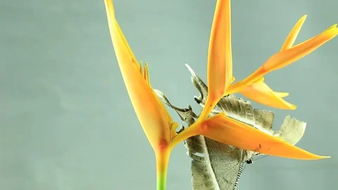 Night moth Stock Footage 87580514