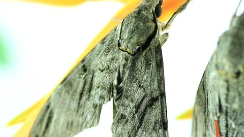Night moth Stock Footage 87580594