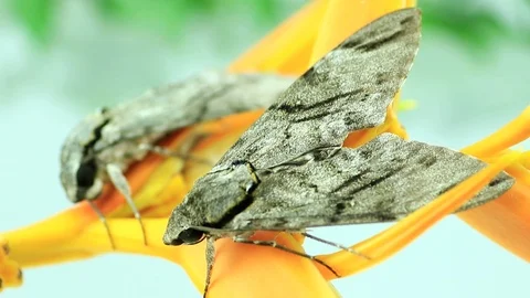 Night moth Stock Footage 87580609