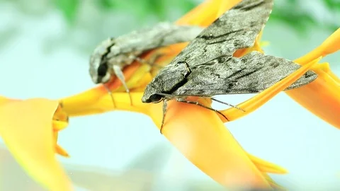 Night moth Stock Footage 87580629