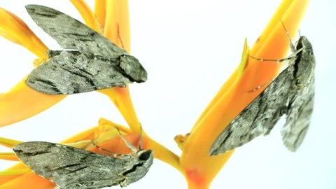 Night moth Stock Footage 87580657