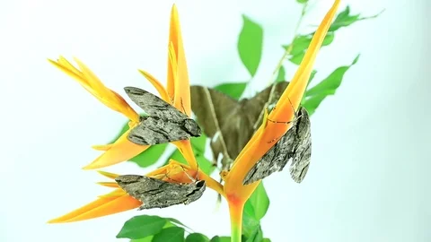 Night moth Stock Footage 87580683