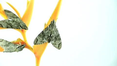 Night moth Stock Footage 87580711