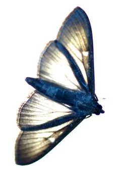 Night moth, moth flying into the light. Stock Photos