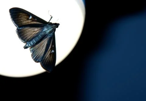 Night moth, moth flying into the light. Stock Photos