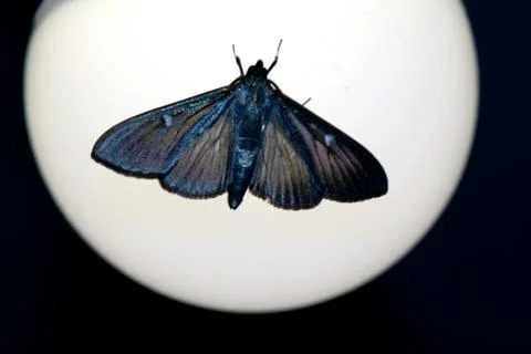 Night moth, moth flying into the light. Stock Photos