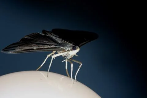 Night moth, moth flying into the light. Stock Photos