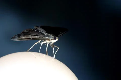 Night moth, moth flying into the light. Stock Photos