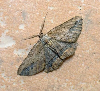 Night moth Stock Photos
