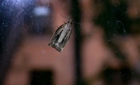 Night moth Stock Photos