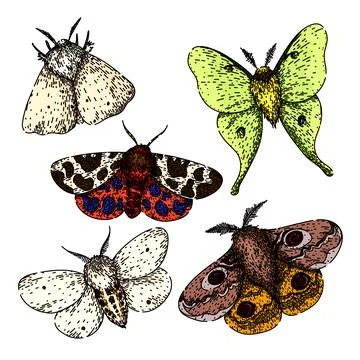 Night moth set sketch hand drawn vector Stock Illustration