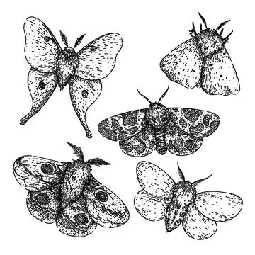 Night moth set sketch hand drawn vector Stock Illustration