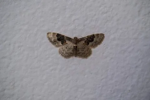 Night Moth Sleeping on the Wall Close Up Stock Photos