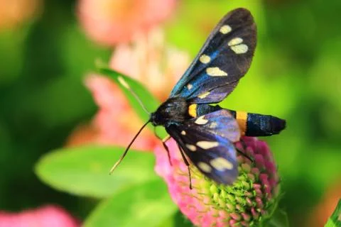 Night moth top Stock Photos